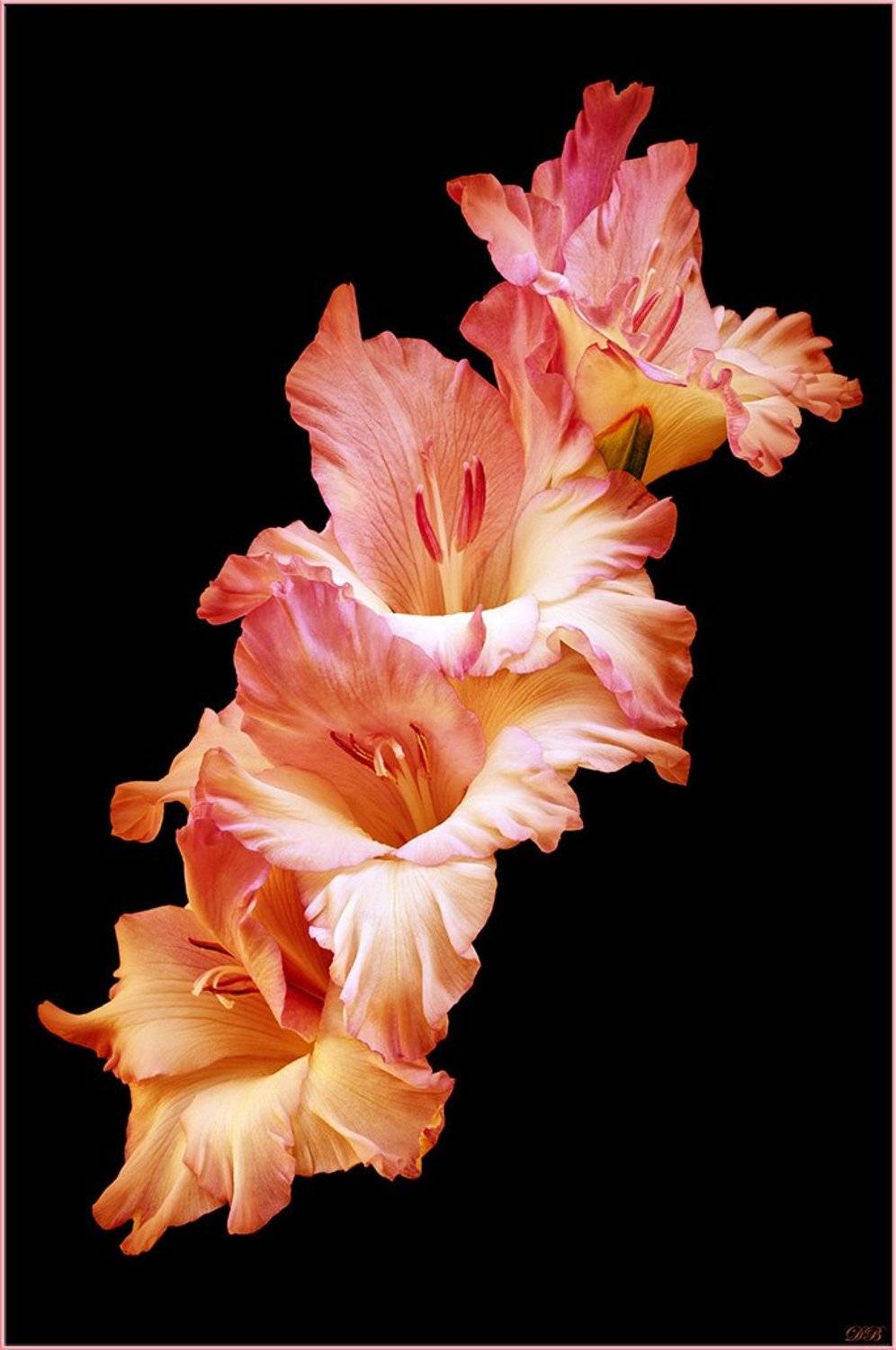 art, black, close-up, color, colors, color image, fine art, flower, flowers, garden, gladiolus, image, light, macro, nature, natural light, portrait, photography,, Dr Didi Baev