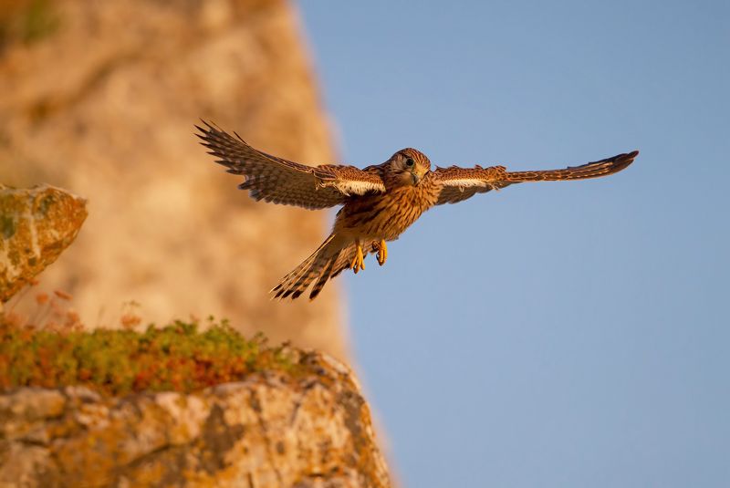 на закате фото превью