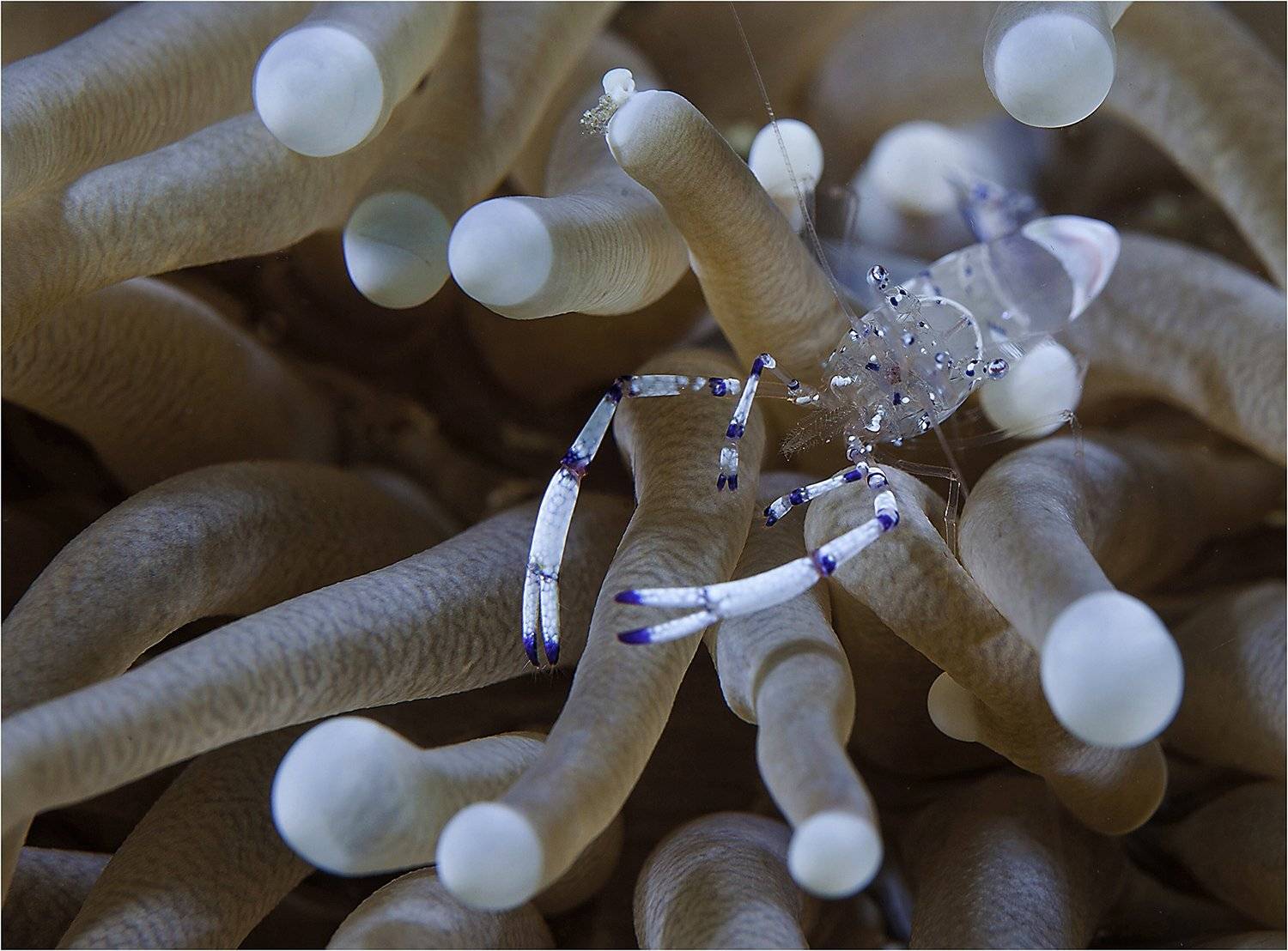 прозрачная креветка, анемон, филиппины, Сергей Гаспарян