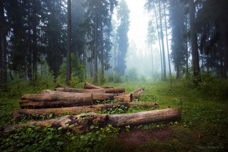 Бревнышки фото превью