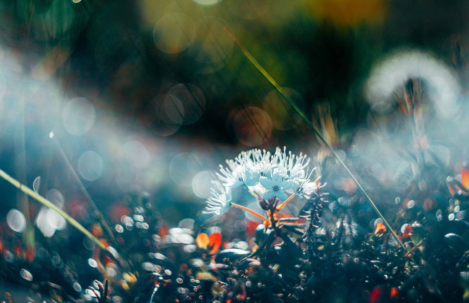 ямал , сибирь, макро, салехард , цветы , ямал, Настя Братка