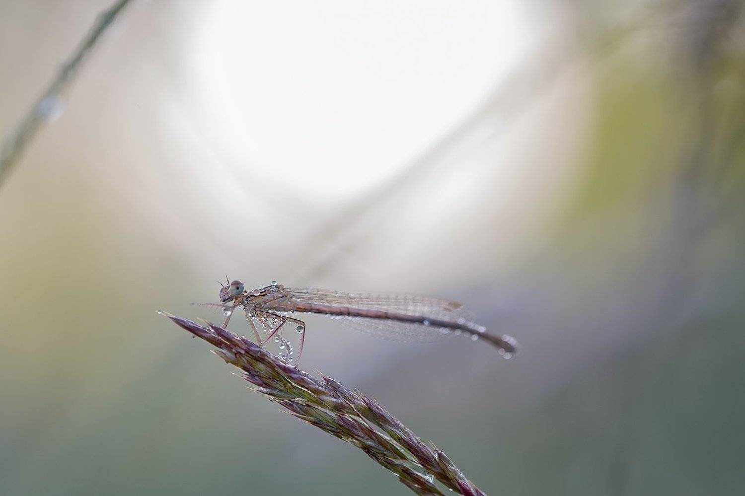 стрелка., Юрий Сорокин