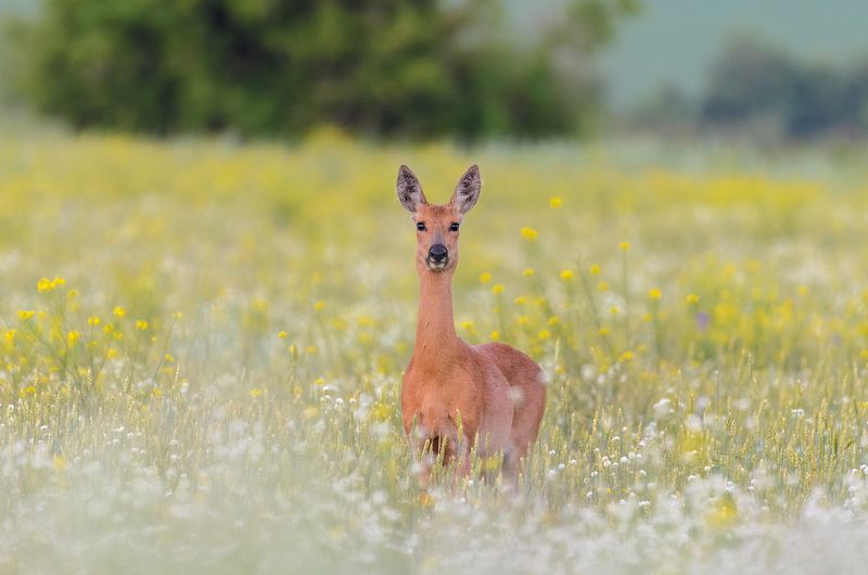 косули фото превью