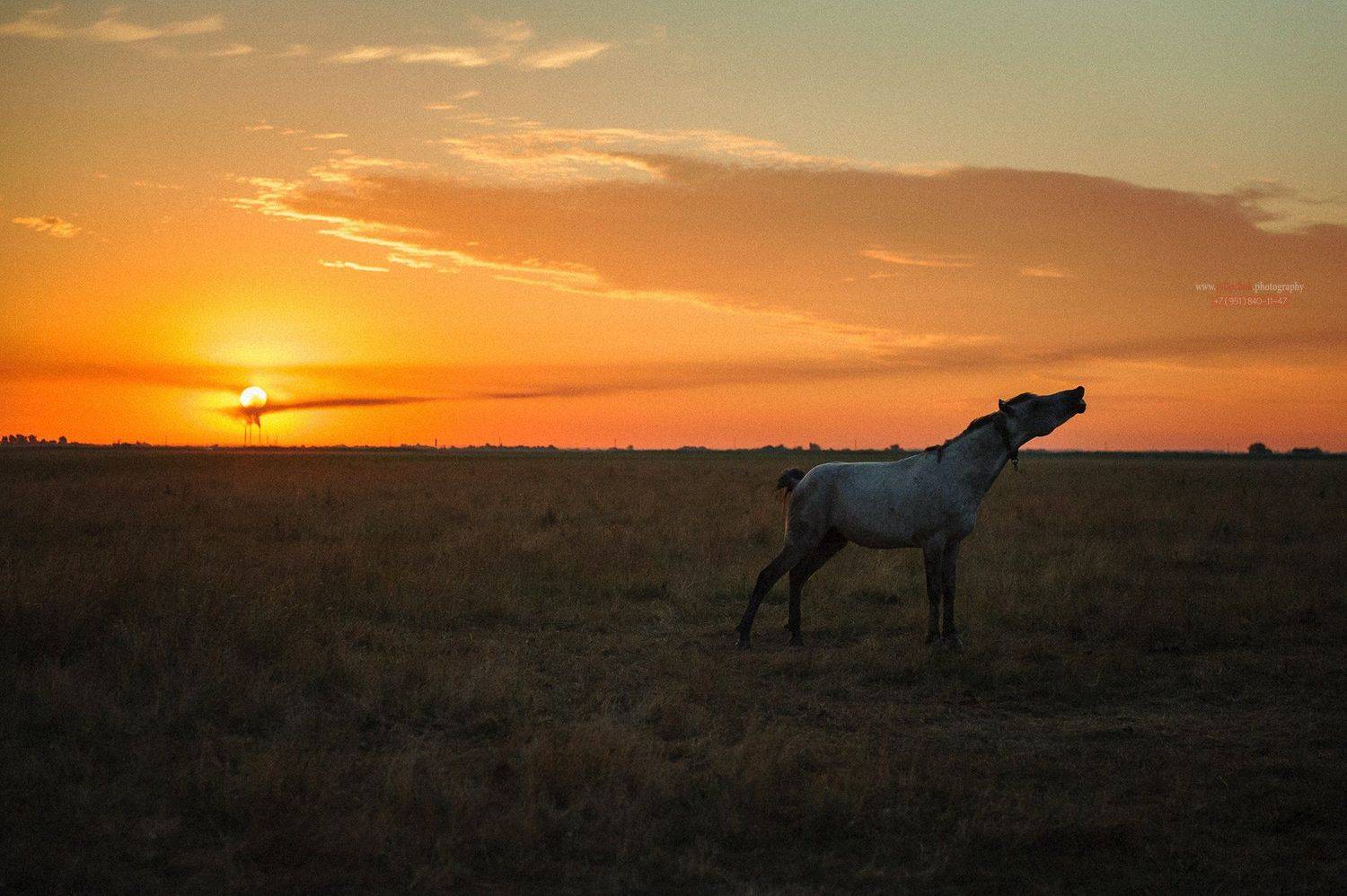лошадь, пейзаж, восход солнца, в поле лошадь, Пилипчук Константин