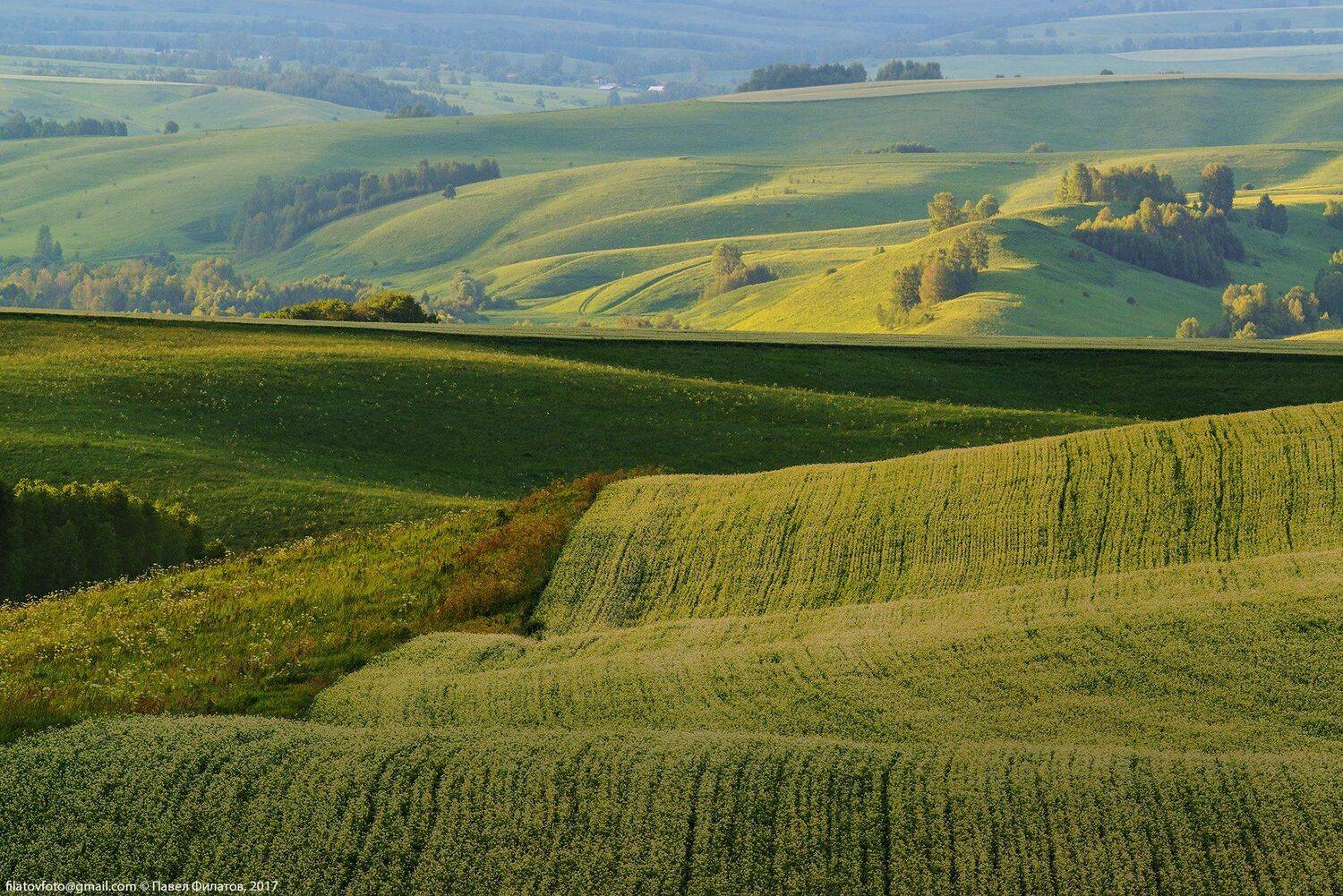 алтай, сибирь, siberia, лето, предгорья, altai, вечер, луга, гречиха, Павел Филатов
