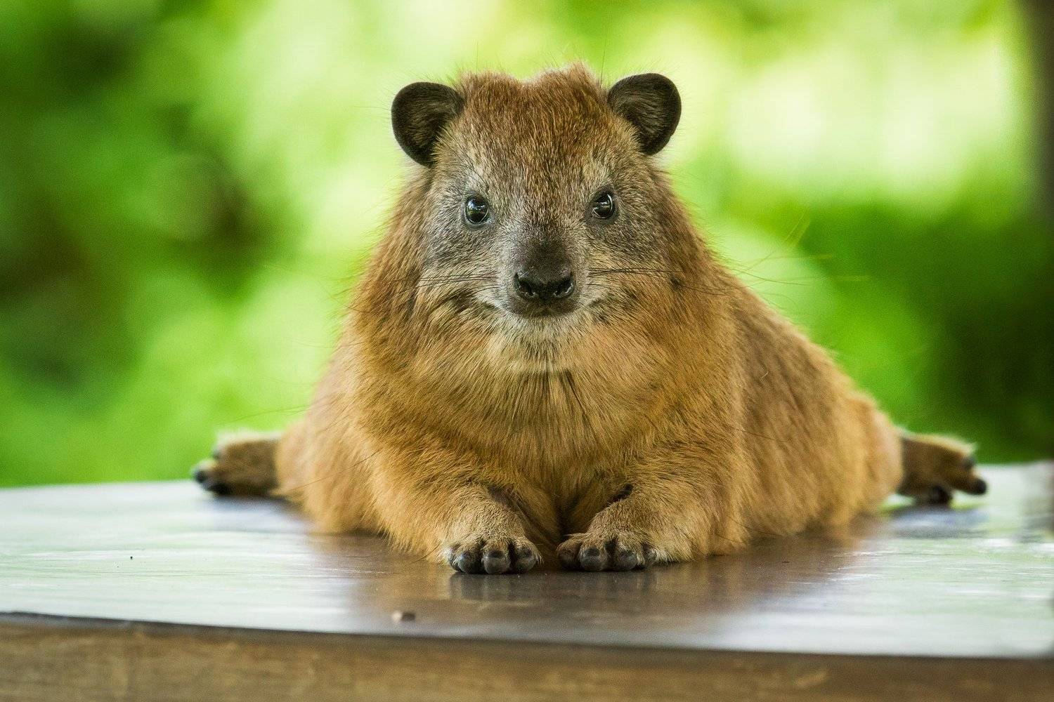 , Кирилл Трубицын