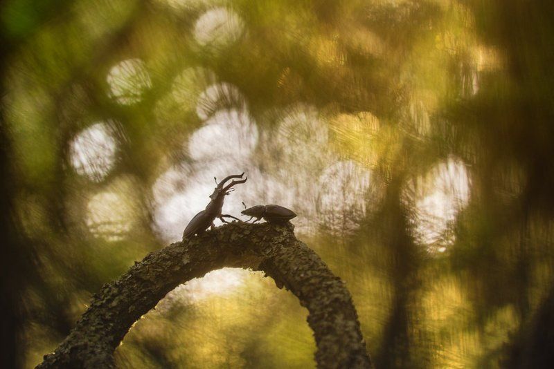 Любовь оленей фото превью