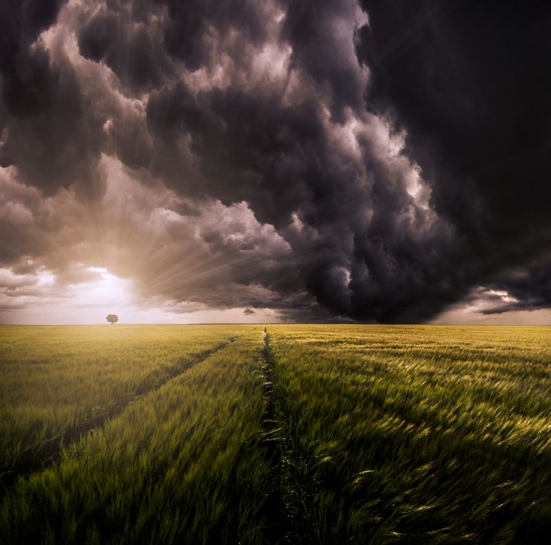 lithuania, storm, clouds, tree, field, grass, sun, sunset * фото превью