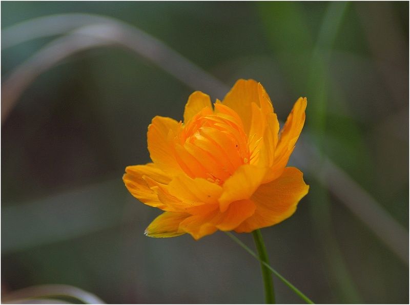 Таймыр,июль,цветы Северная роза фото превью