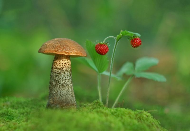 Грибы да ягоды... фото превью