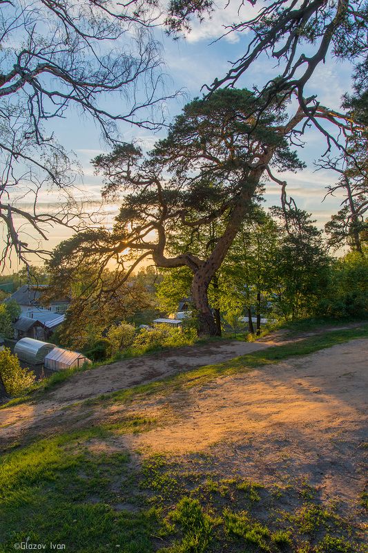 Сосны Городецкого Вала фото превью