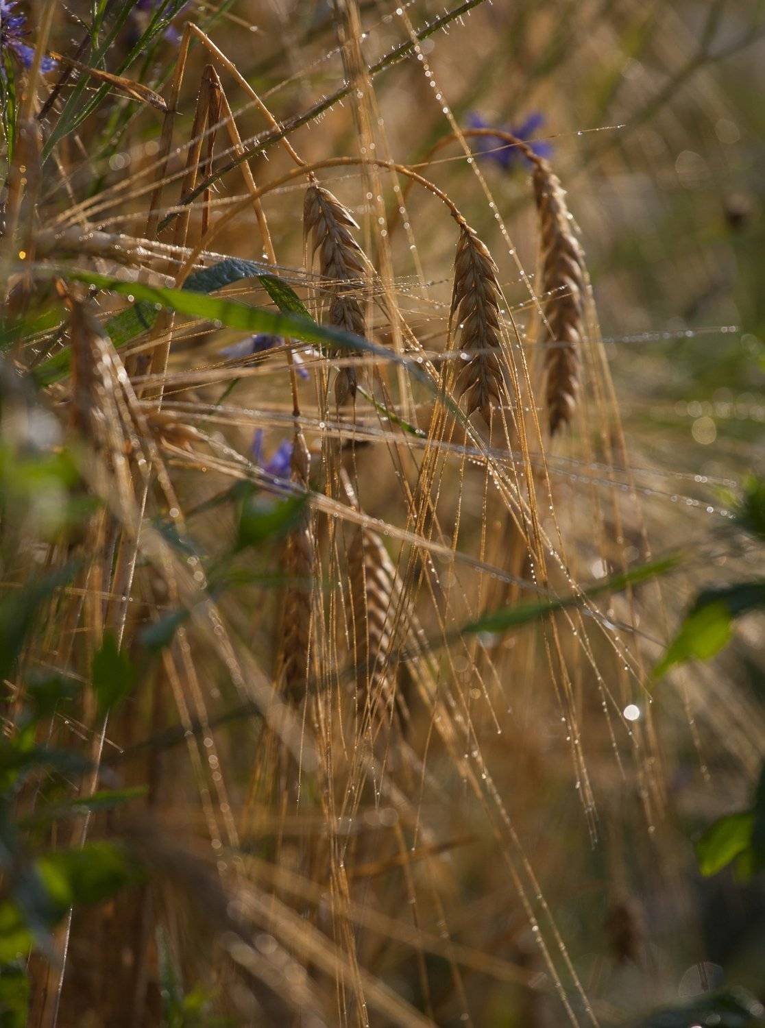 колоски, Андрей Перешеин