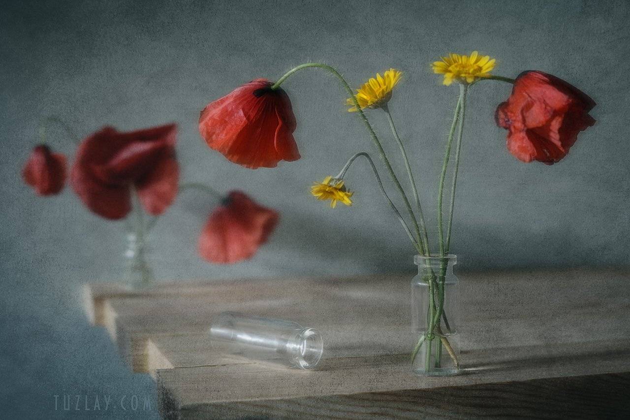 лето во флаконе, пузырьки, маки, пупавки, Владимир Тузлай