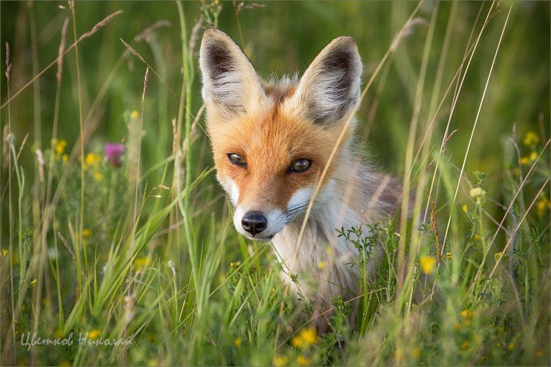 * фото превью