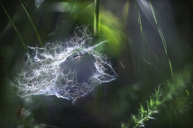 ..паучковое утро... фото превью