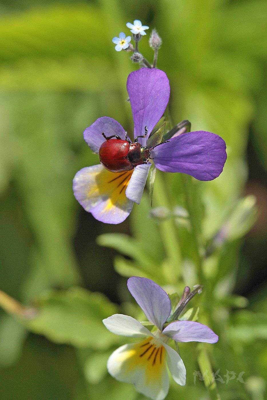 макро насекомые  лето фиалка незабудка, Шангареев Марс