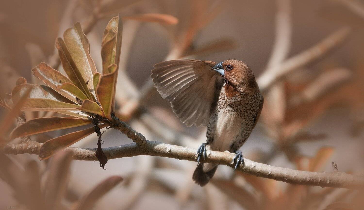 природа, животные, птицы, индонезия, Дмитрий Посевич