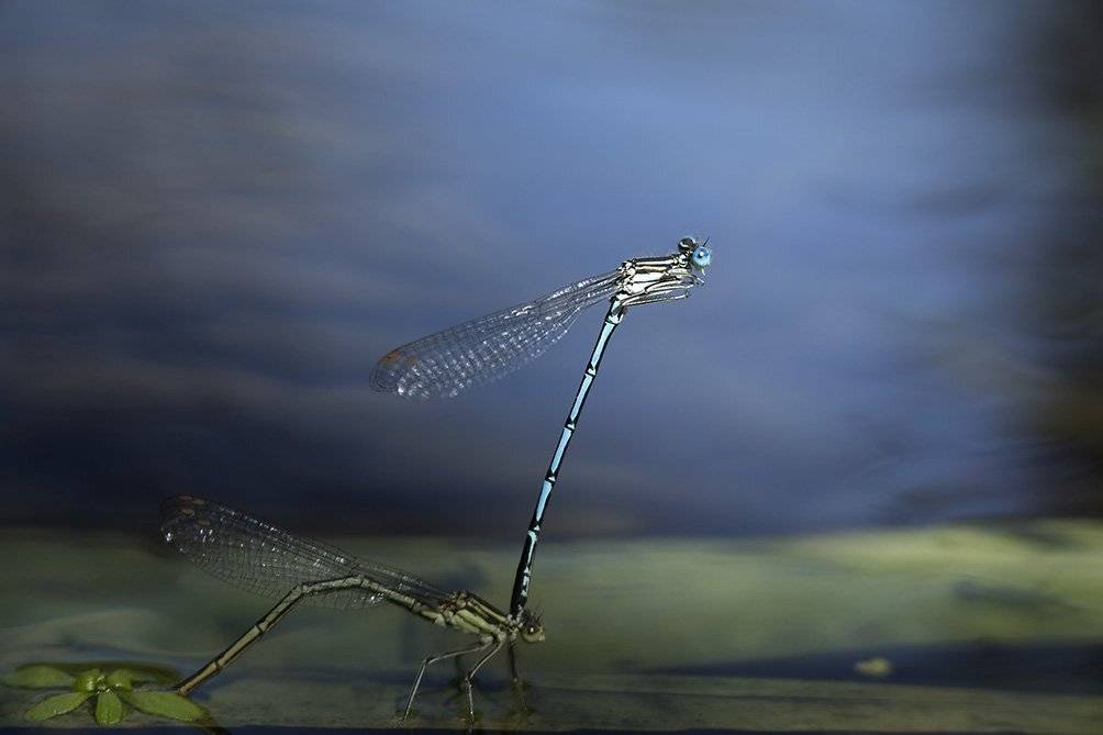 , Иваненко Светлана