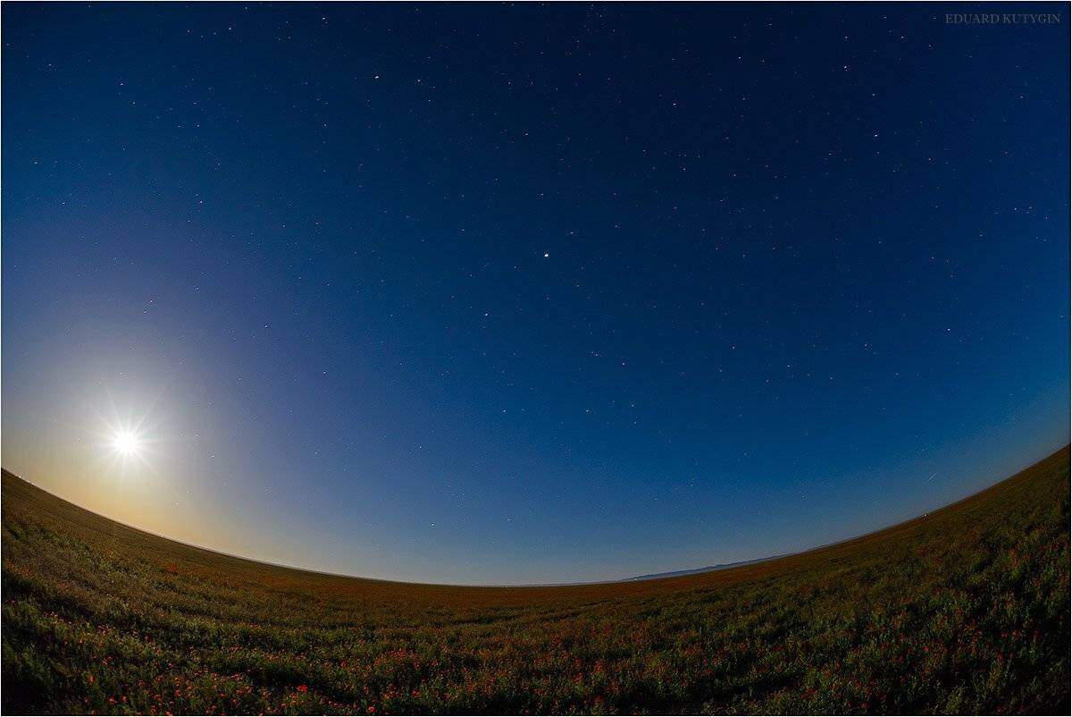 Маки, мак, казахстан, весна, май, Кутыгин, Айдарлы, Каншенгель, Кутыгин Эдуард