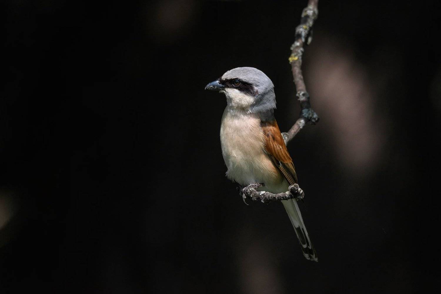 сорокопут, жулан, птицы, животные, анималистика, Игорь Зубков
