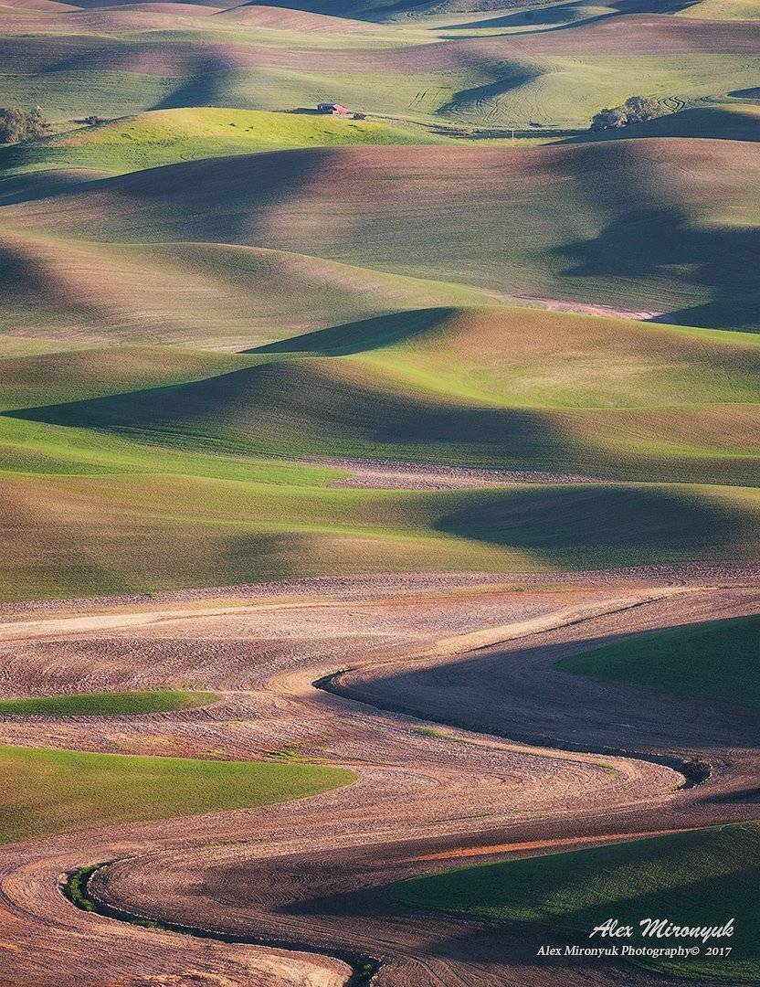 палуз, сша, вашингтон, поле, закат, рассвет, абстракция, пшеница, рожь, рапс, сельское хозяйство, холм, Alex Mironyuk