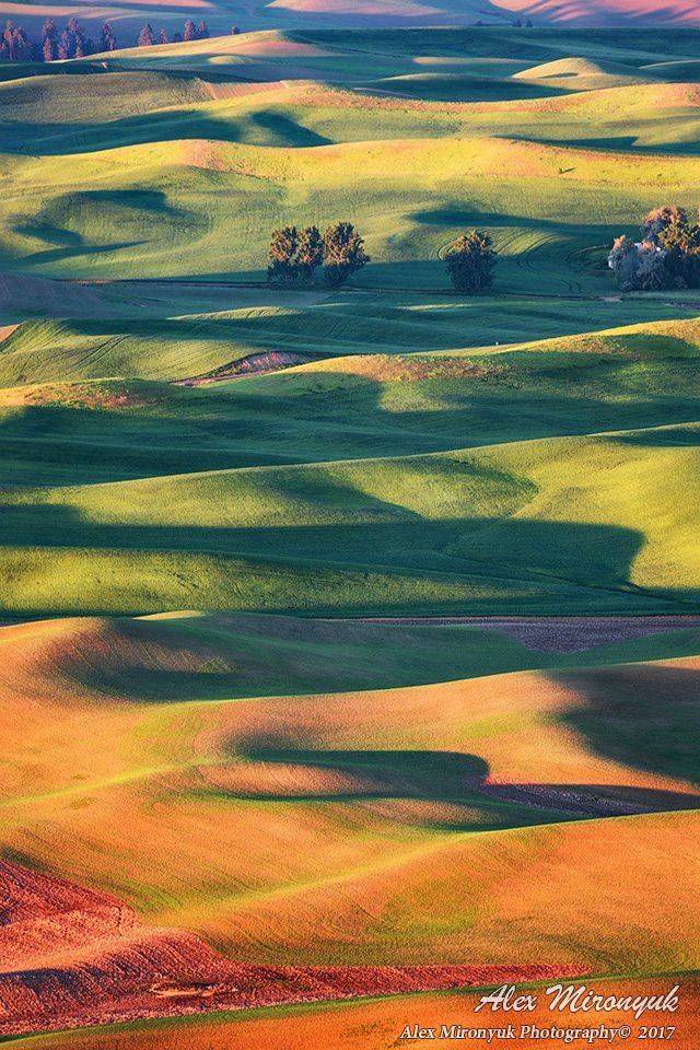 сша, путешествие, вашингтон, холм, абстракция, холм, пшеница, овес, рожь, рапс, рассвет, Alex Mironyuk
