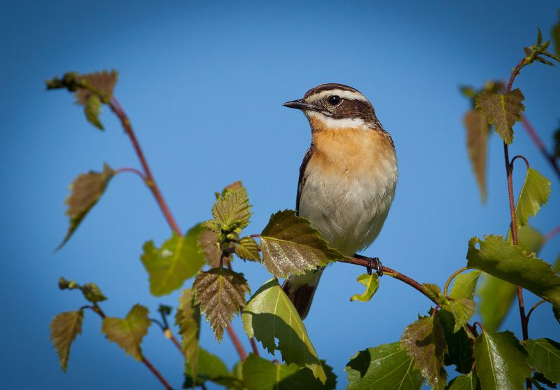 Чекан фото превью