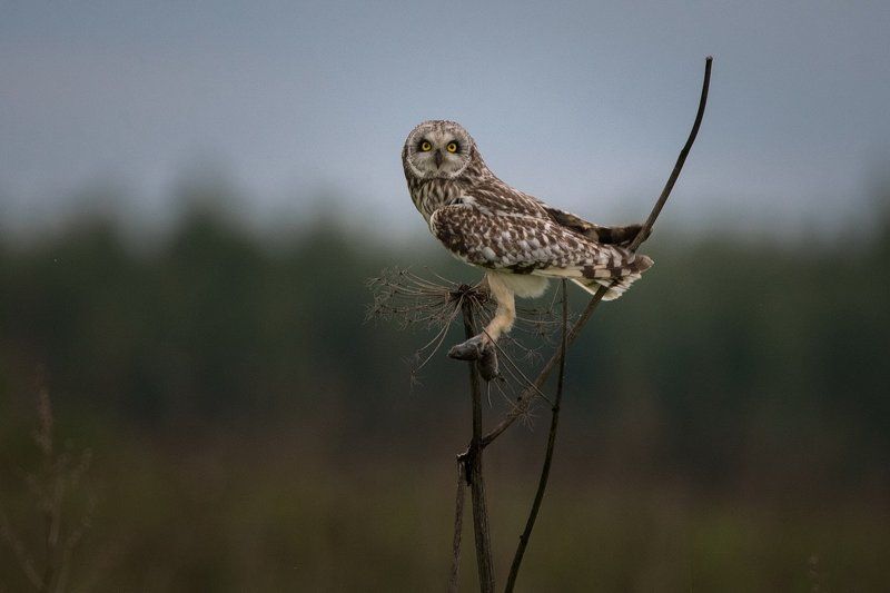 Вечерело.Но мыши не сдавались. фото превью