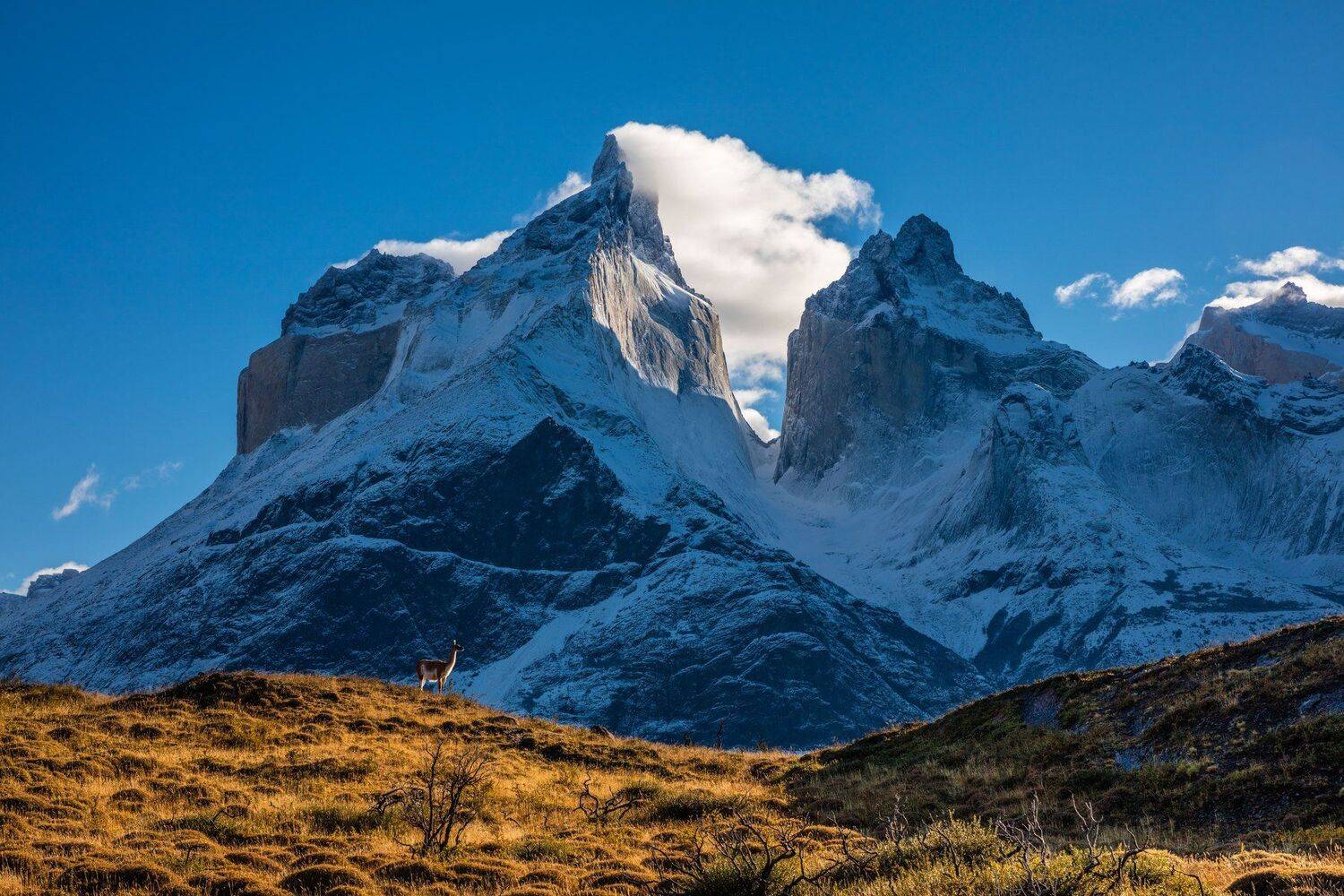гуанако, патагония, чили, Алексей Сулоев