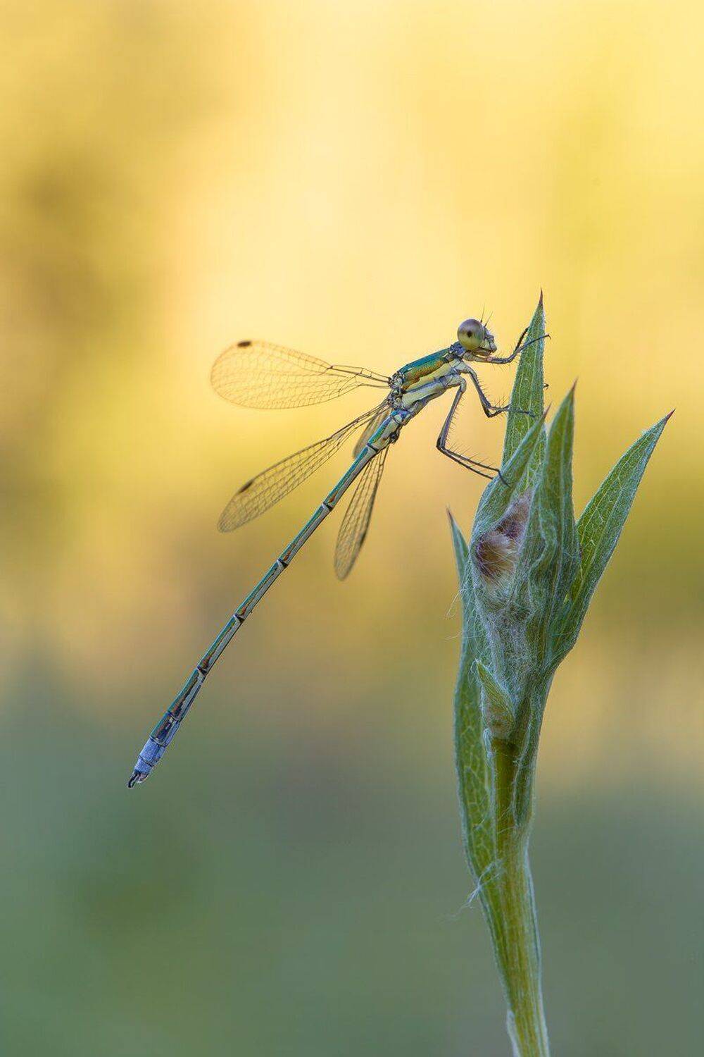 , Кузнецов Дмитрий