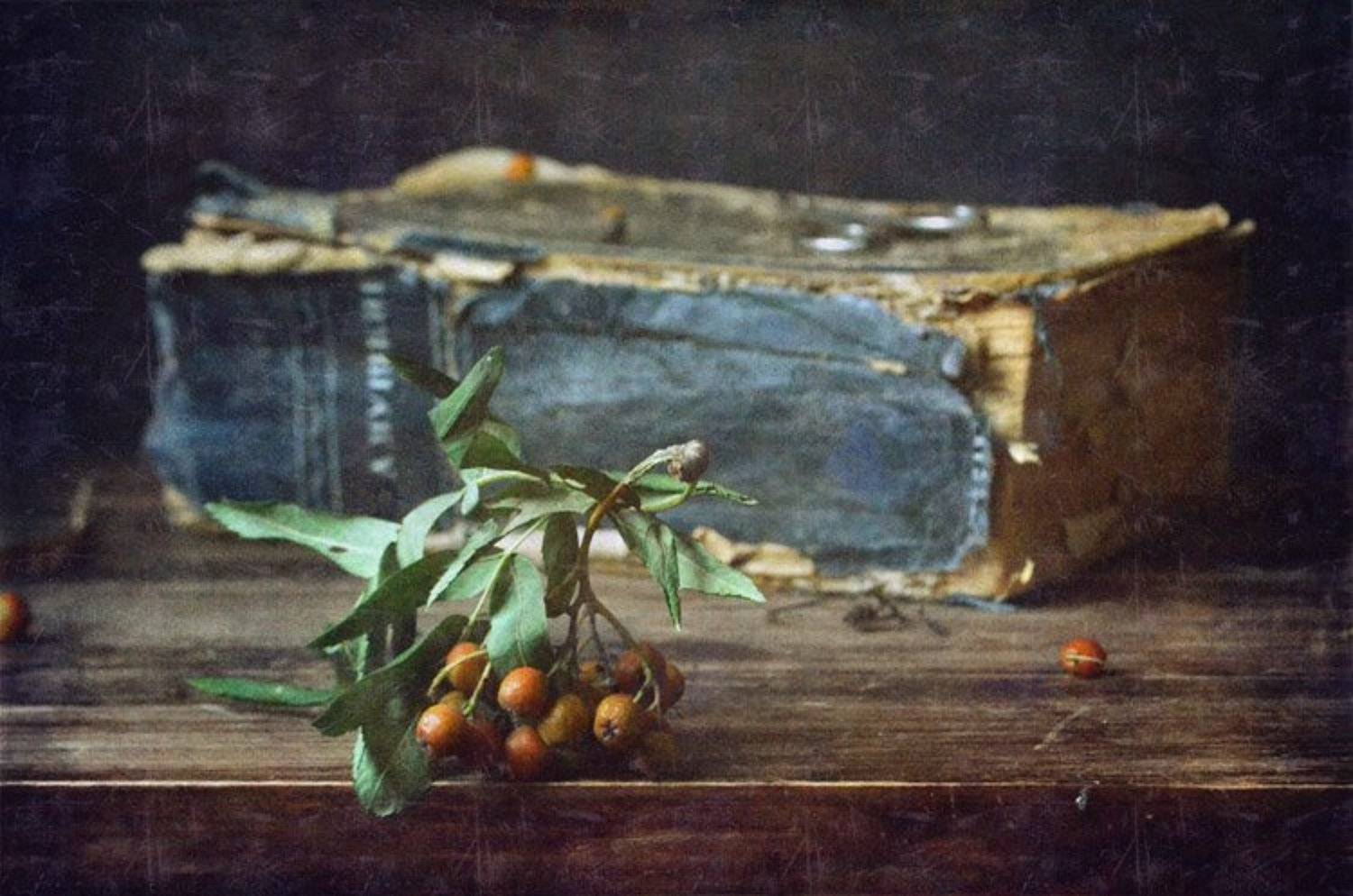 рябина, книга, Ирина Курмалеева