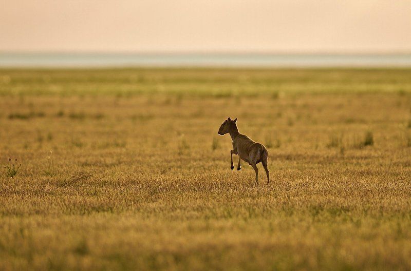 Найти малыша. фото превью
