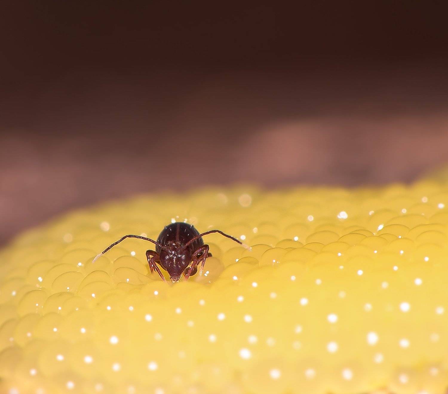 коллембола, ногохвостка, миксомицет, Tubifera ferruginosa, слизевик, супер макро, жёлтый, весна, май, Ксения Соварцева