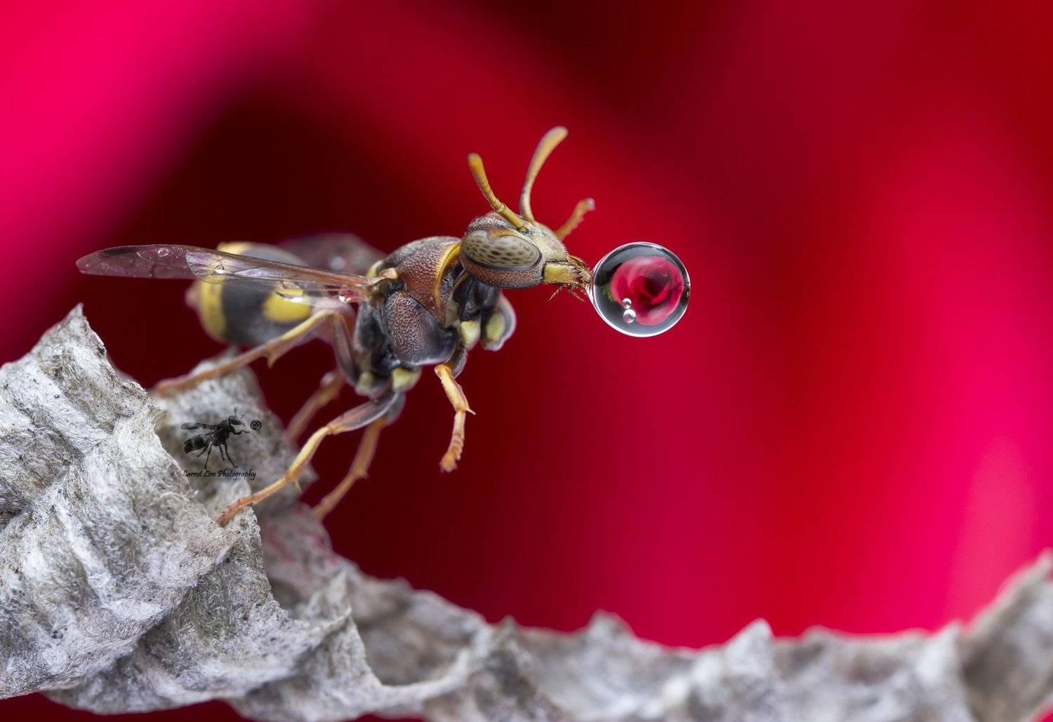 #macro#wasp#waterbubble#reflection#colors, Choo How Lim