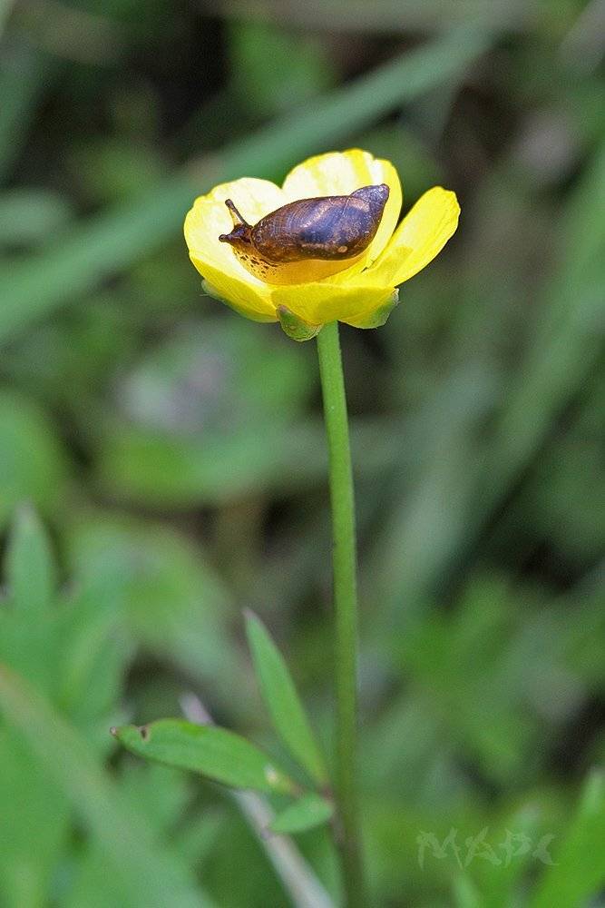 макро улитка цветок лето, Шангареев Марс