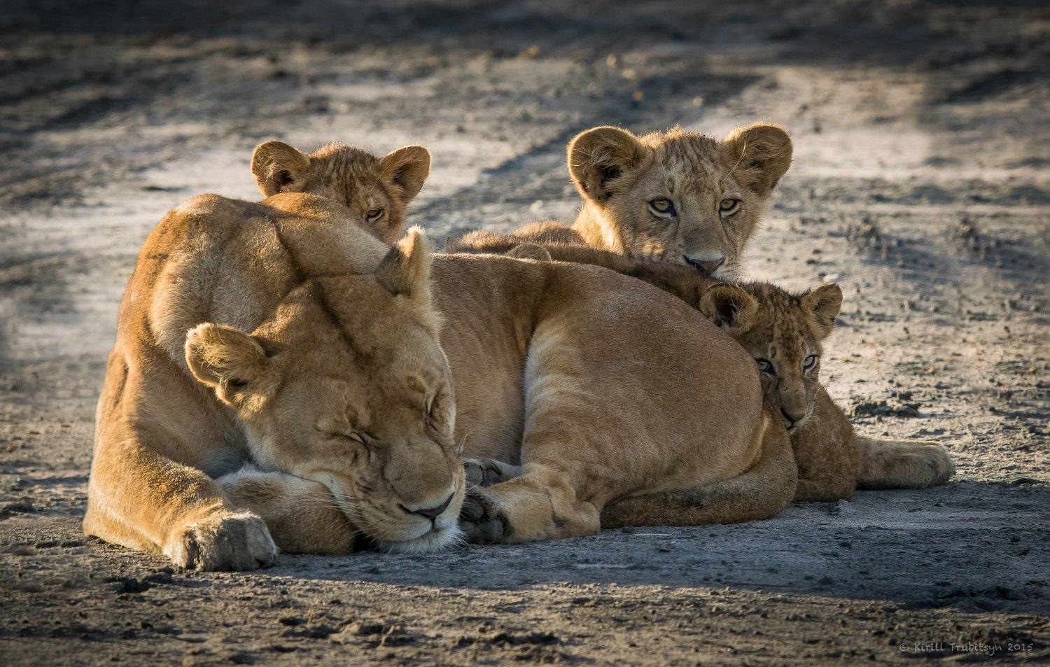 , Кирилл Трубицын