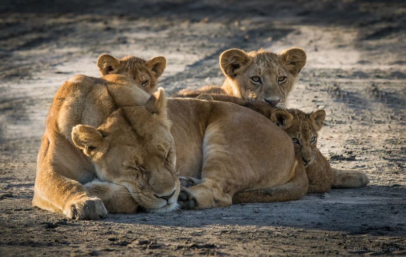 Под маминой защитой фото превью