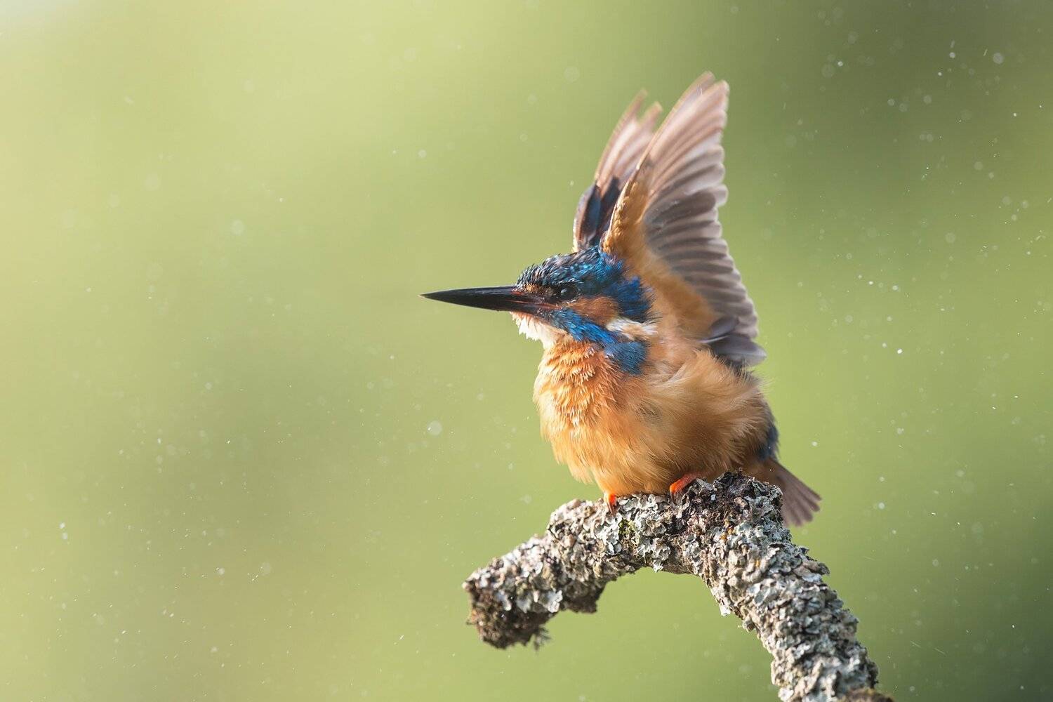 kingfisher, Marcin Kaczmarkiewicz