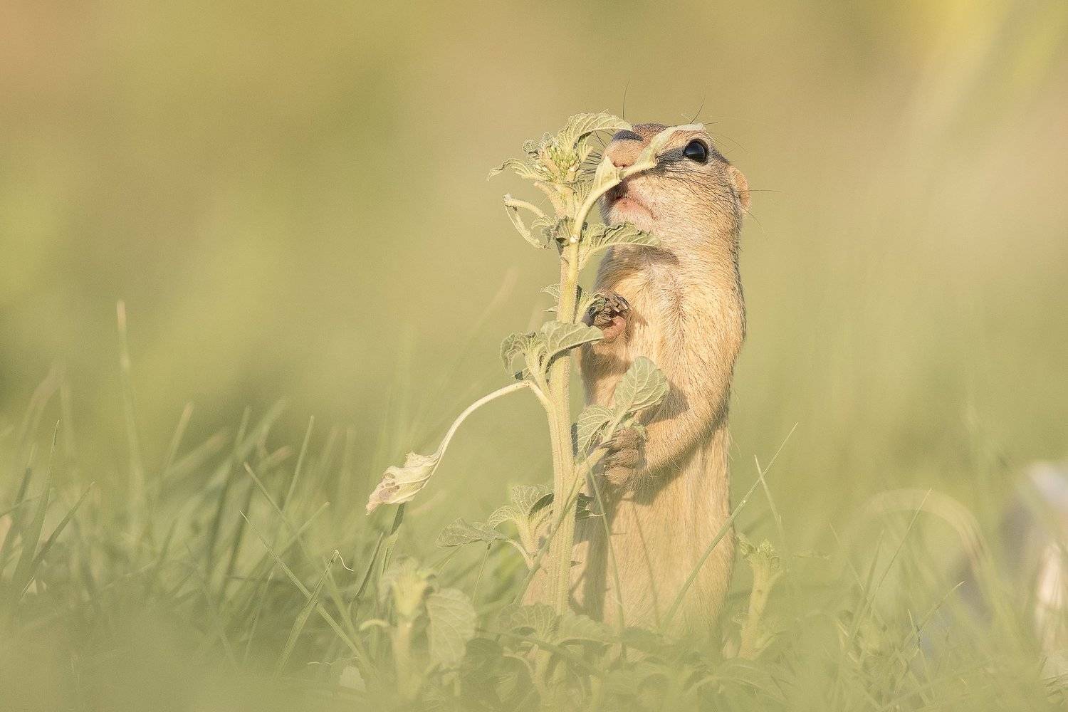 , Desislava Todorova