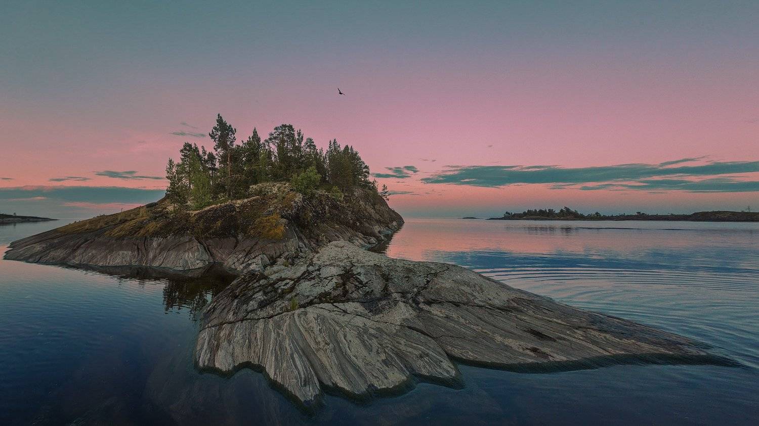Ладога птица белая ночь островок шхеры, Вениамин Дардык