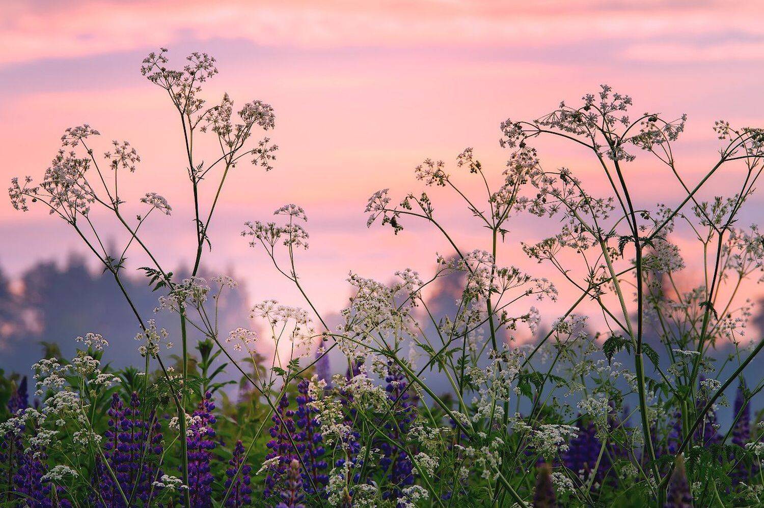 утро, рассвет, заря, цветы, Игорь Шиленок