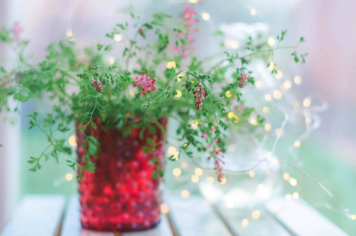 , Чернякова Анна