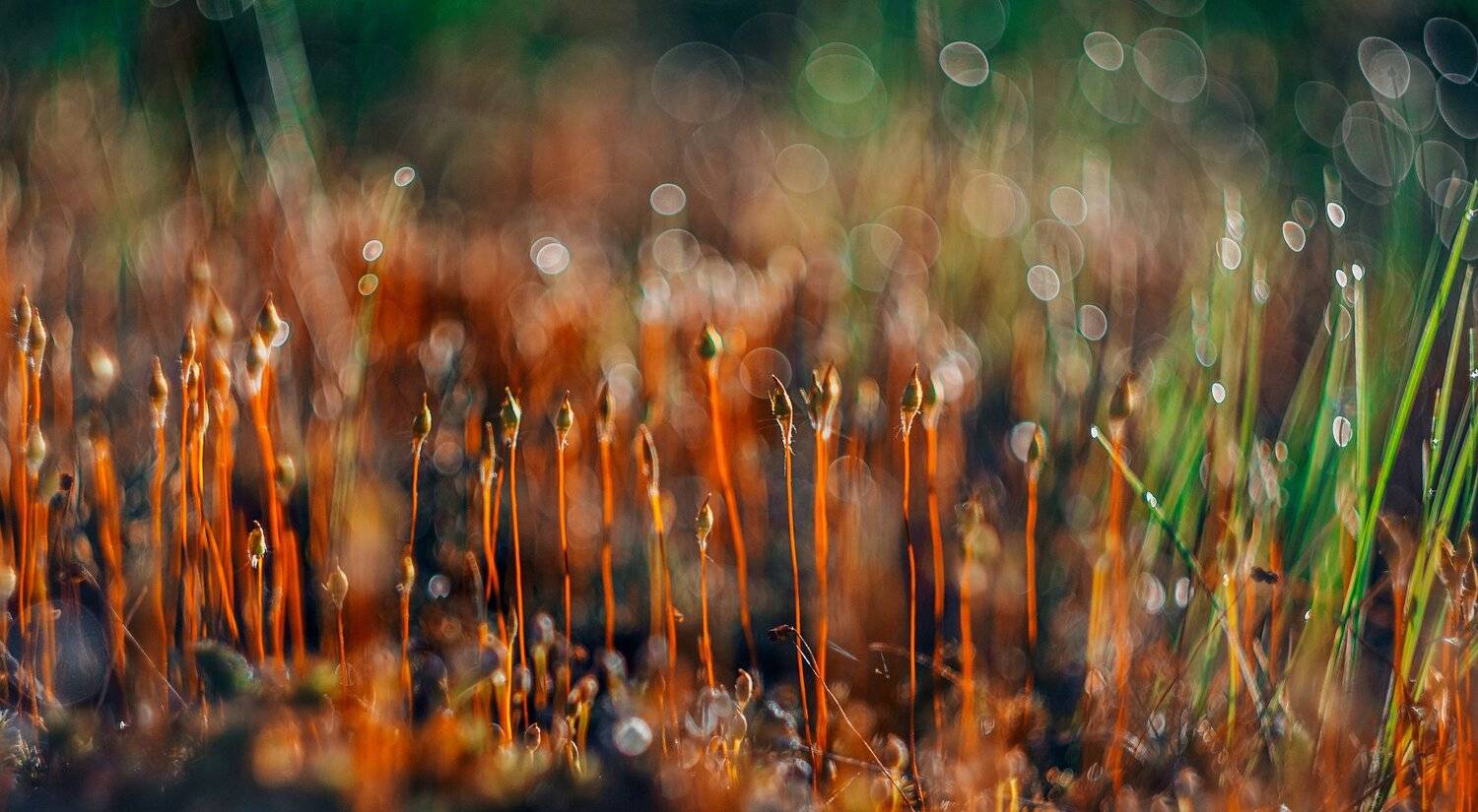 ямал , сибирь, макро, салехард ,мох , ямал, Настя Братка