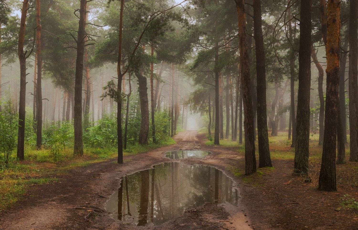 лес, туман, лето, июль, лужа, Галанзовская Оксана