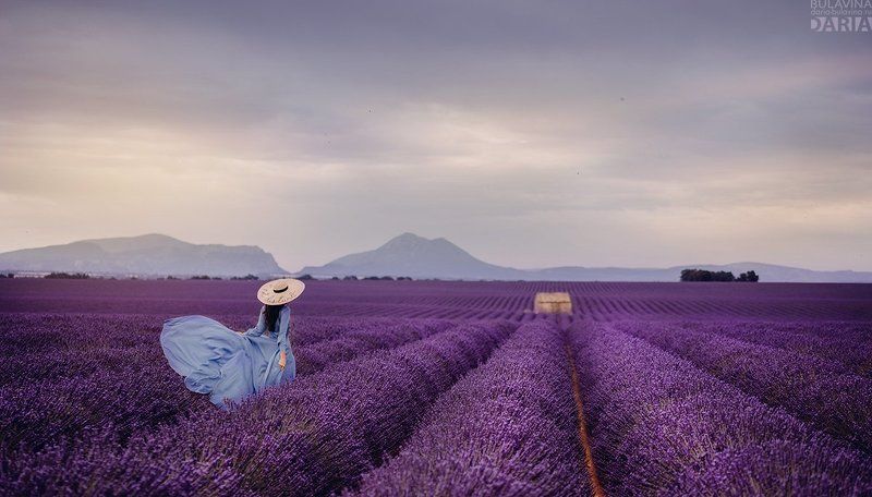 лавандовое поле,  лаванда,  прованс, франция, Айгуль фото превью
