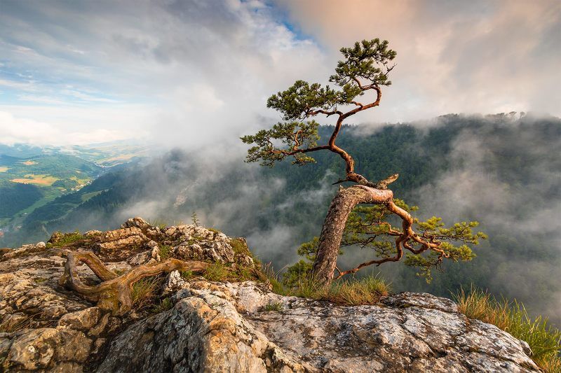 Polish Bonsai Tree фото превью