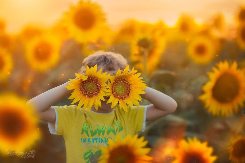 подсолнухи, поле подсолнухов, солнышко, солнце, желтый, sunflower, field of sunflowers Шмель  фото превью