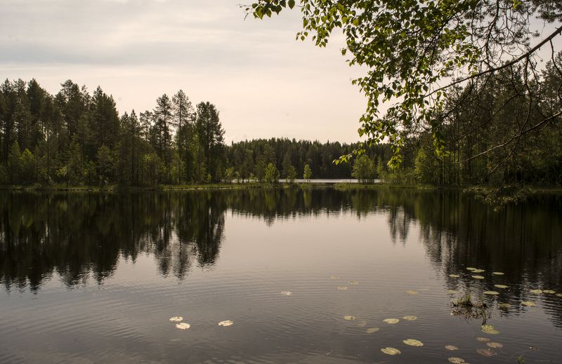 У лесного озера. фото превью