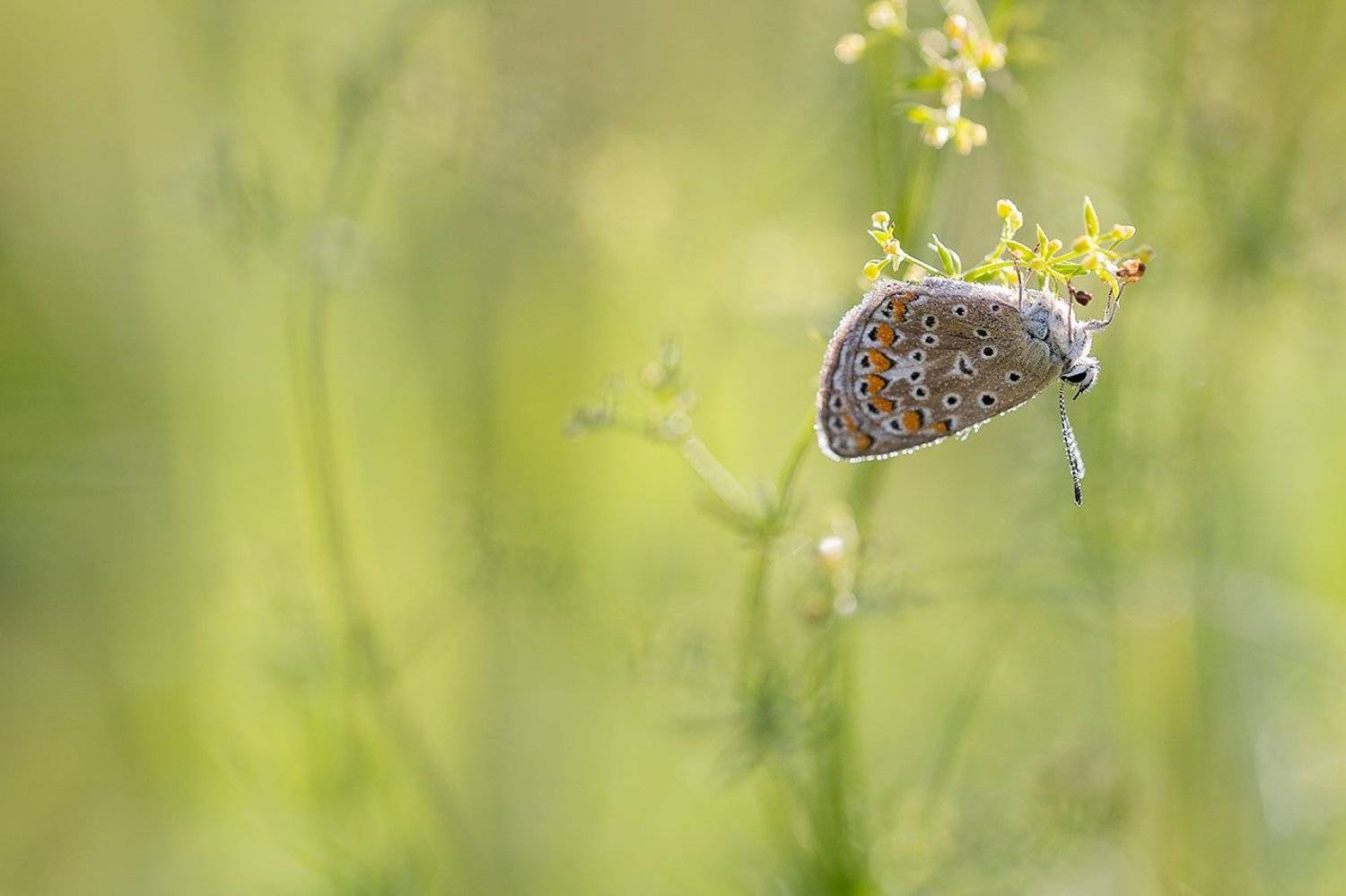 , Юрий Сорокин