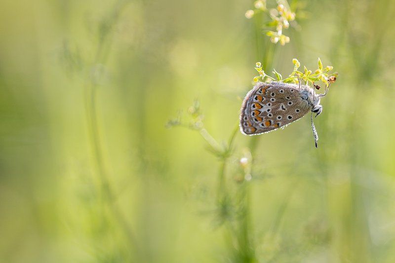 *** фото превью